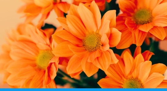 Immagine di Sara Facchinetti Immagine di Sara Facchinetti